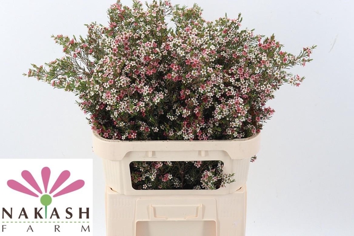 <h4>Cham Un Sweet 16</h4>