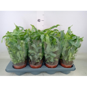 Phlebodium aureum 'Blue Star'