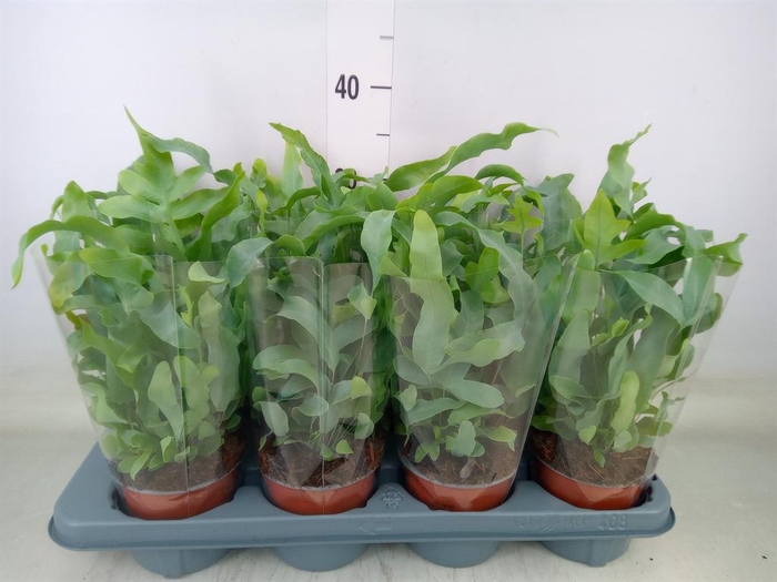 <h4>Phlebodium aureum 'Blue Star'</h4>