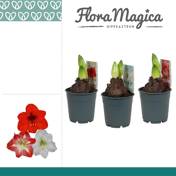 <h4>Amaryllis Mix 2 Knop Extra OP</h4>