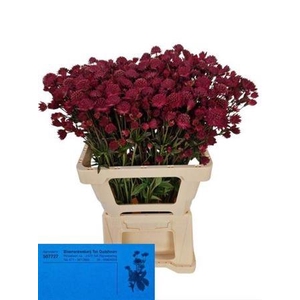 Astr Red Joyce