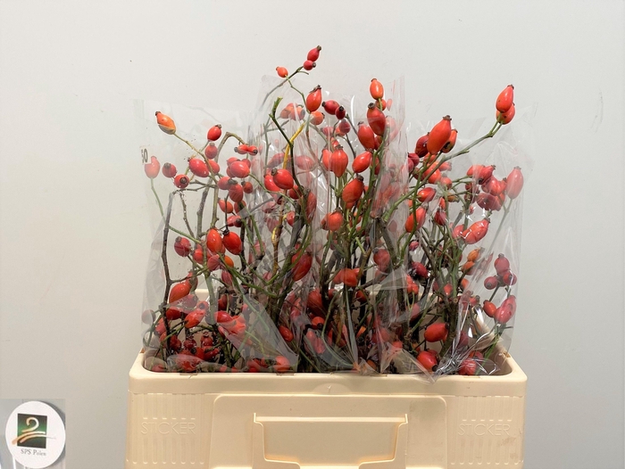 <h4>ROSA ZAFFIRO</h4>