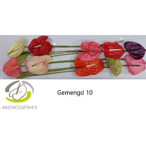 Anthurium andr.   ...mix