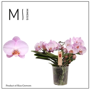 Mimesis Phal. Muse Pink - 25+ flowers 12cm