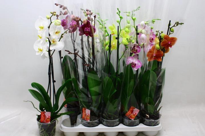 <h4>PHAL GEM 7 KL</h4>