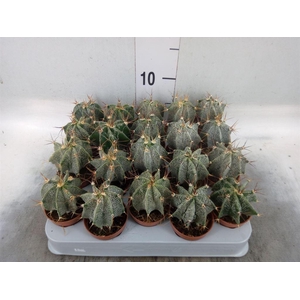 Astrophytum ornatum