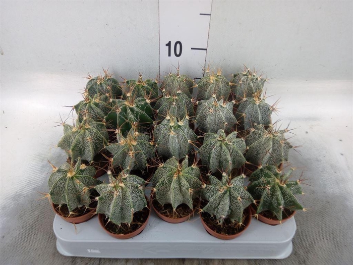 <h4>Astrophytum ornatum</h4>