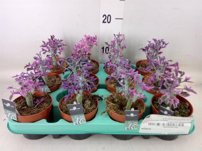 <h4>Senecio   ...</h4>