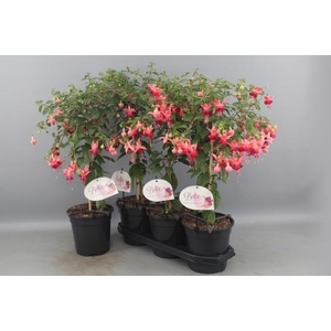 FUCHSIA OV
