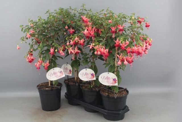 <h4>FUCHSIA OV</h4>