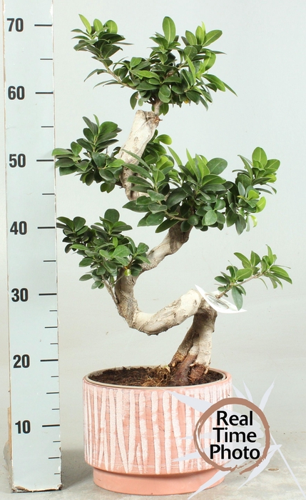 <h4>FIC MI GINSENG</h4>