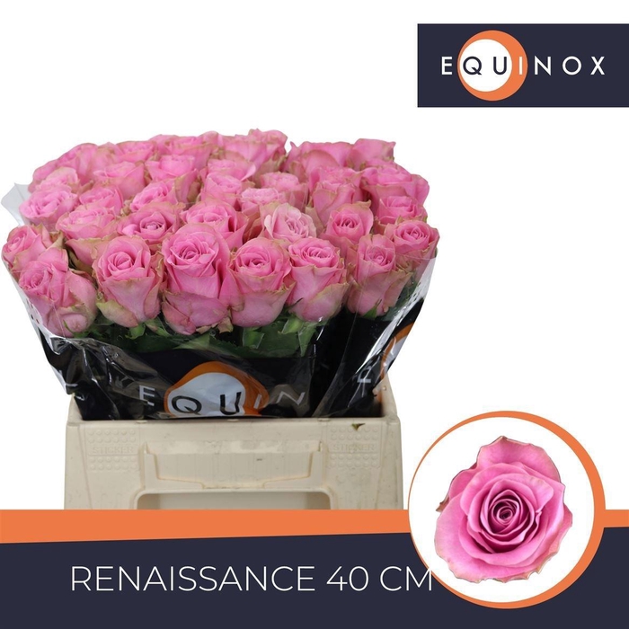 <h4>R GR RENAISSANCE</h4>