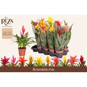 BROMELIA GEM 6 SRT