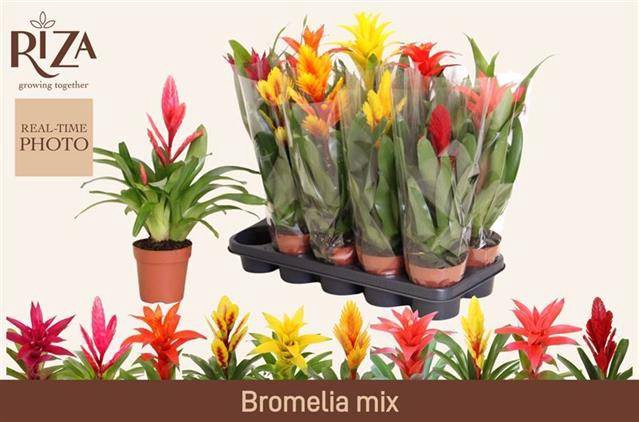 <h4>BROMELIA GEM 6 SRT</h4>