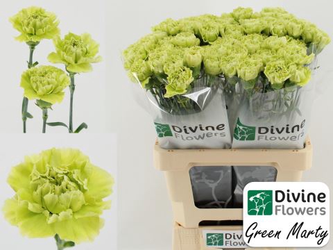 <h4>Dianthus ST 'Green Marty'</h4>