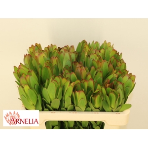 LEUCAD SAF GOLDSTRIK