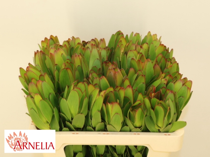 <h4>LEUCAD SAF GOLDSTRIK</h4>