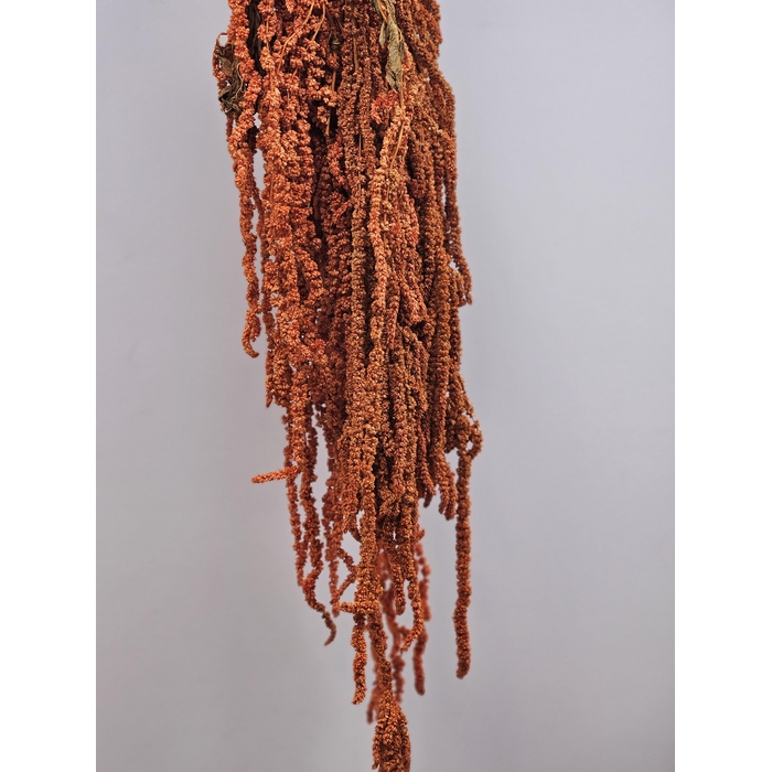 <h4>GESTABILISEERD AMARANTHUS (H) DONKERORANJE</h4>