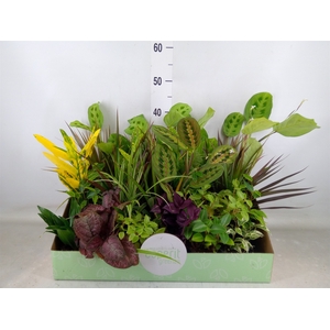 Planten  ..mix