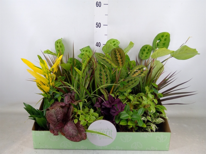 <h4>Planten  ..mix</h4>