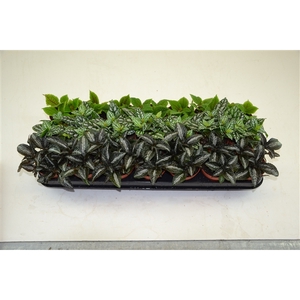 PILEA GEMENGD