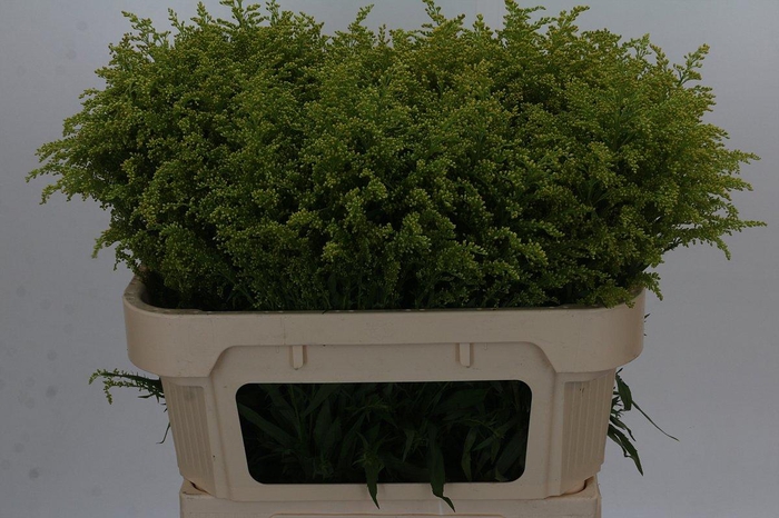 <h4>Solidago Tara Gold</h4>