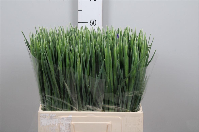 <h4>Iris Blue Magic</h4>