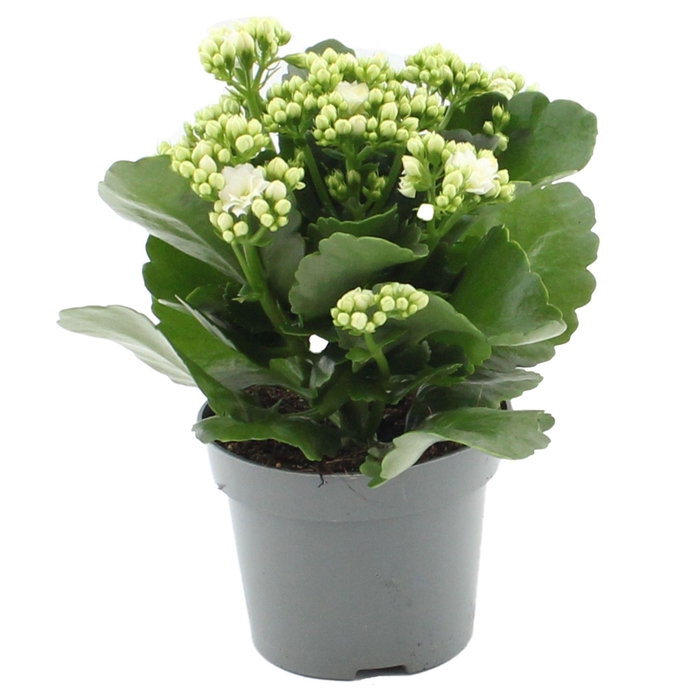 <h4>Kalanchoë Perfecta White in transparant sleeve</h4>