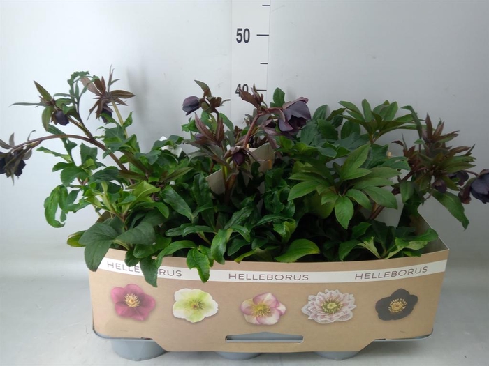<h4>Helleborus ori.</h4>