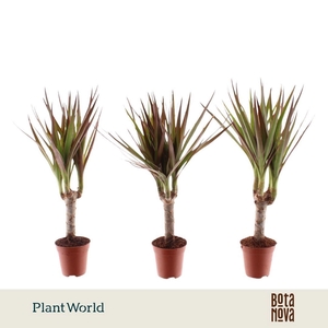 Dracaena Magenta