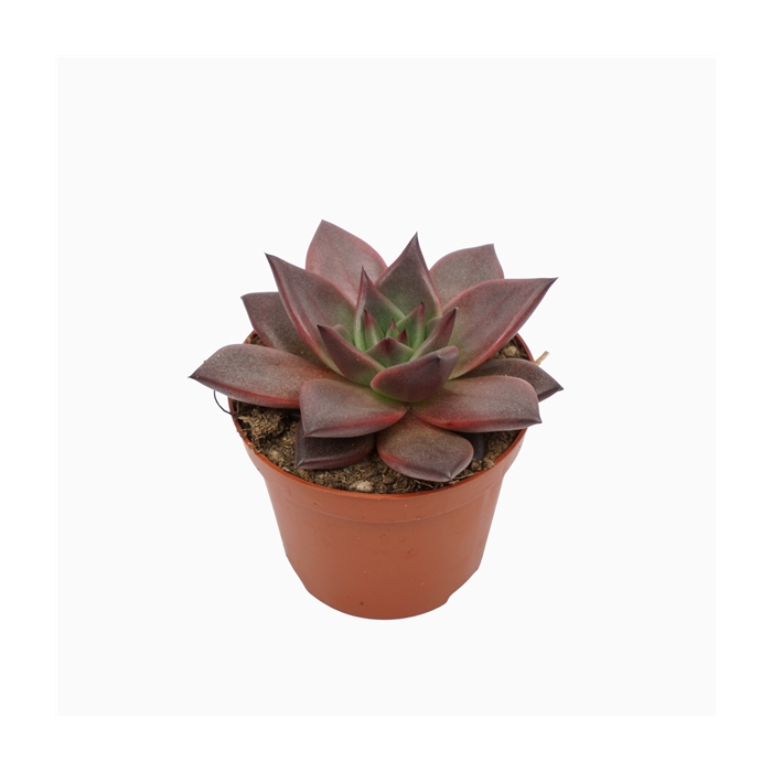 <h4>Echeveria taurus 8,5 cm</h4>