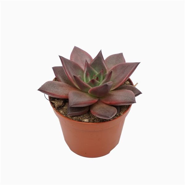 Echeveria taurus 8,5 cm