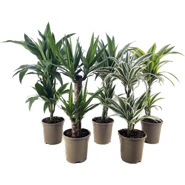 <h4>Deremensis + Yucca</h4>