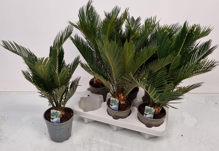 <h4>CYCAS REVOLUTA</h4>