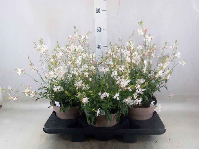 <h4>Gaura lindheimeri 'Gaudi Rose'</h4>
