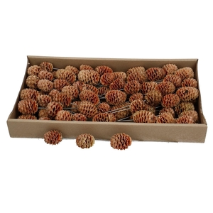 Promo Sabulosum/wire x80