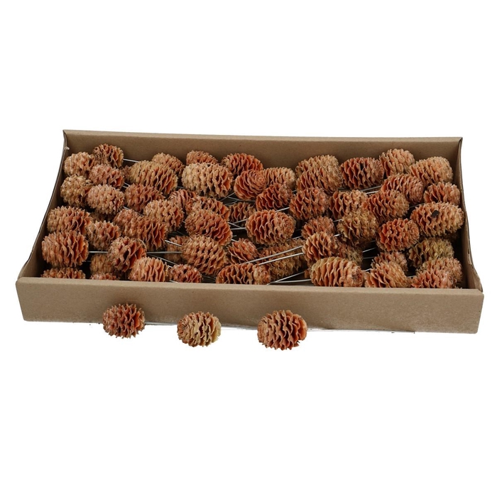 <h4>Dennenappels Sabulosum/draad x80</h4>
