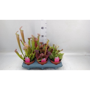 Sarracenia   ...