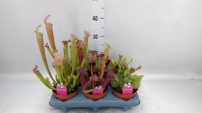 <h4>Sarracenia ...</h4>