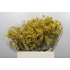 Anigozanthos Bush Down
