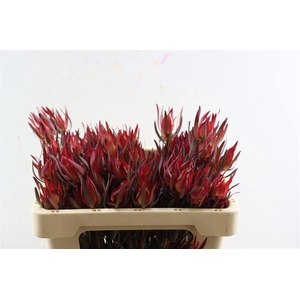 Leucad Fireglow 50cm