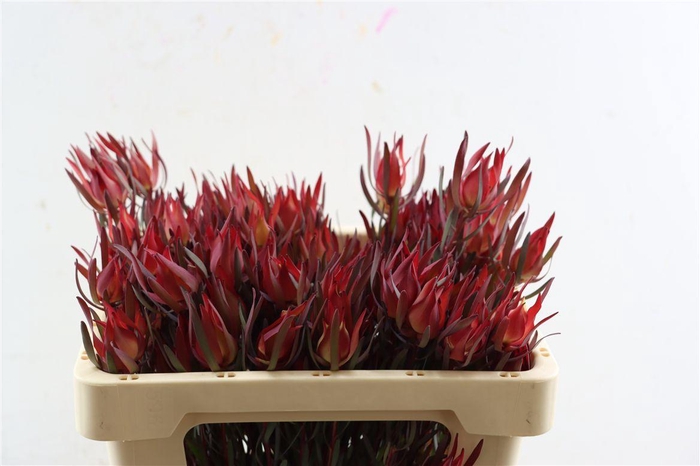 <h4>Leucad Fireglow 50cm</h4>