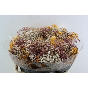 Gyps Pa. Rainbow Autumn