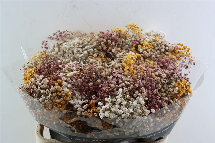 <h4>Gyps Pa. Rainbow Autumn</h4>