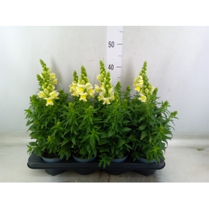 Antirrhinum majus   ...