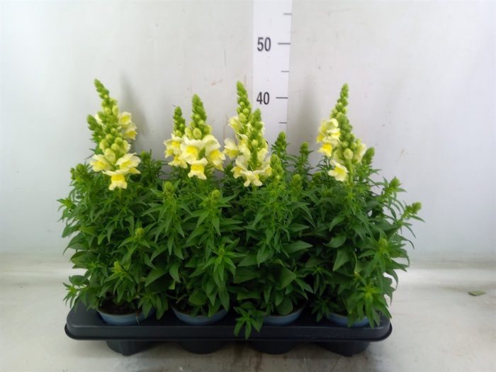 <h4>Antirrhinum majus   ...</h4>