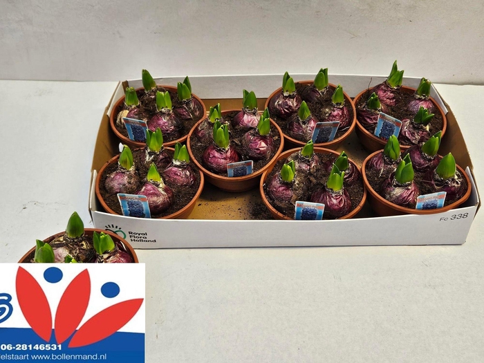 <h4>HYACIN BLUE STAR</h4>