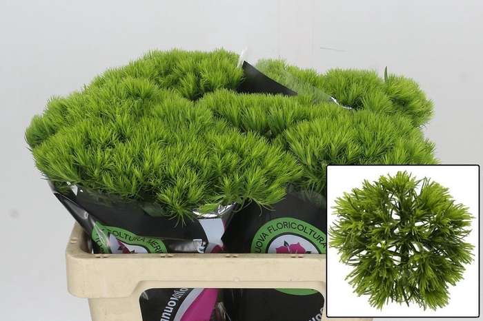 <h4>DI BARB KIWI MELLOW</h4>