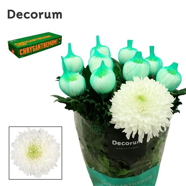 <h4>CHRYSANTHEMUM PL 'MAGNUM'</h4>
