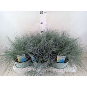 Festuca glauca 'Intens Blue'
